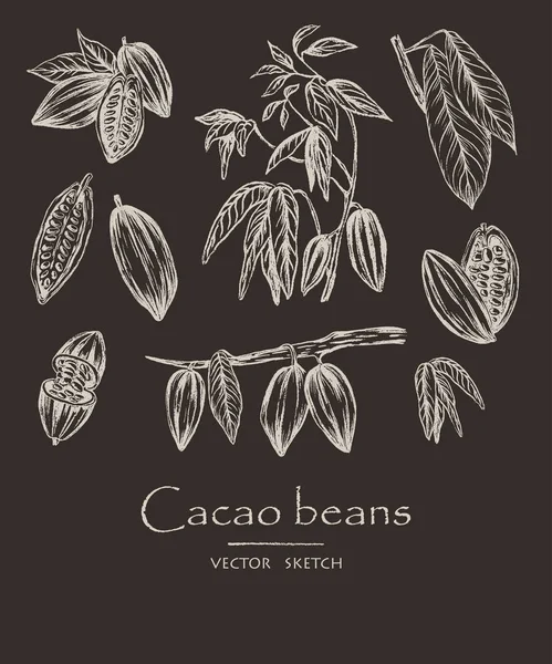 Ilustracja Wektorowa Naszkicowanych Ręcznie Rysowane Ziaren Kakaowca Drzewa Kakaowego Liści — Wektor stockowy