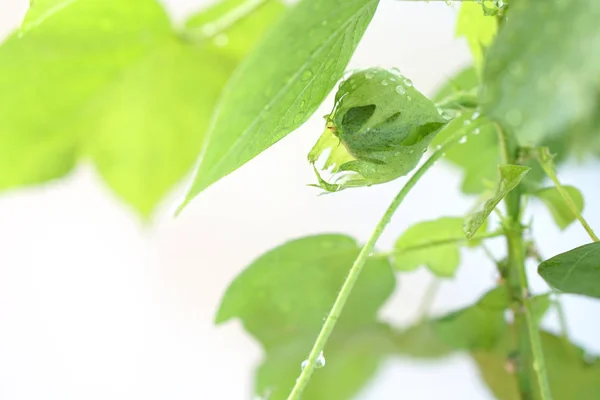 A planta de algodão cresce. Folhas com gotas de água. Verde algodão planta folhas fundo . — Fotografia de Stock