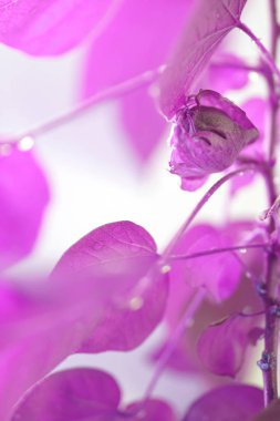 Pamuk bitki. Pamuk bitki yetişir. Menekşe etkisi. Yaprakları ile su damlaları.