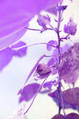 Pamuk bitki. Pamuk bitki yetişir. Menekşe etkisi. Yaprakları ile su damlaları.