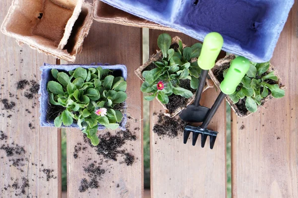 Eco-friendly pots for seedlings. Paper pots with flowers. Plant transportation. Flat lay