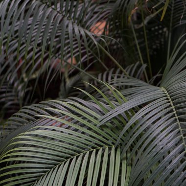 Güzel palmiye doku bırakır. Doğa arka plan Doğal renkler