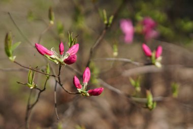 Yeşil yaprakları ve pembe çiçekleri ile bahar açan ağaç . Doğa arka planı