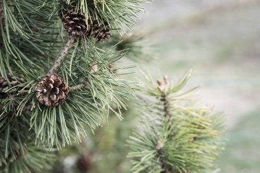 Doğa arka plan . Yeşil renkler de koni ile çam ağacı arka planda