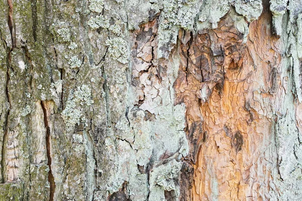 Tekstura kory drzewa. Tło przyrodnicze. Naturalne kolory — Zdjęcie stockowe