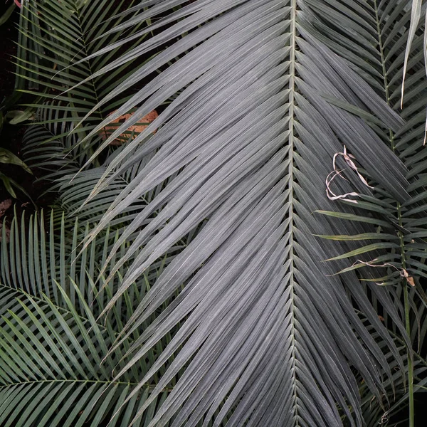 美しいヤシの葉のテクスチャ.自然の背景 — ストック写真