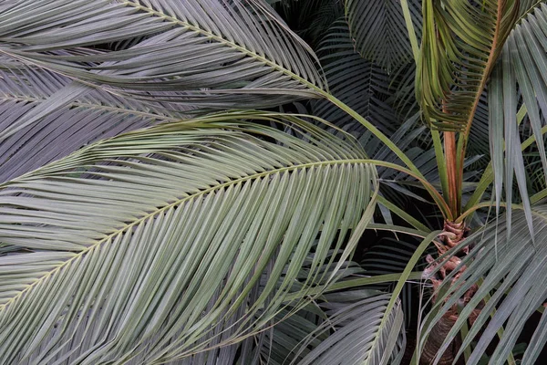 Hermosa textura de hojas de palma. Fondo de la naturaleza Colores naturales — Foto de Stock