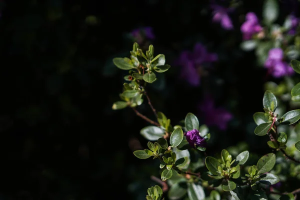 暗い背景に緑の葉と紫の花を持つ春の咲く木.自然の背景 — ストック写真
