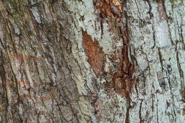 Ağaç kabuğu dokusu. Doğa arka plan . Doğal renkler