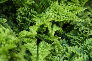 Eğrelti otu yeşil yaprakbırakır. Doğal çiçek arka plan