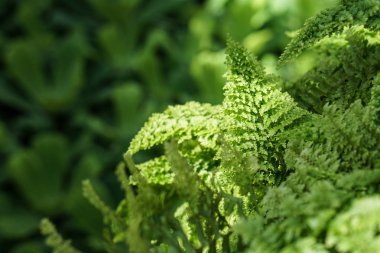 Eğrelti otu yeşil yaprakbırakır. Doğal çiçek arka plan