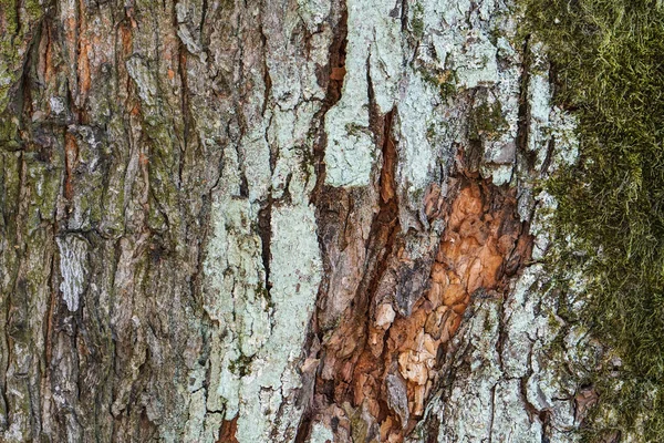 Tekstura kory drzewa. Tło przyrodnicze. Naturalne kolory — Zdjęcie stockowe