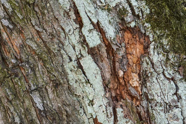 Tekstura kory drzewa. Tło przyrodnicze. Naturalne kolory — Zdjęcie stockowe