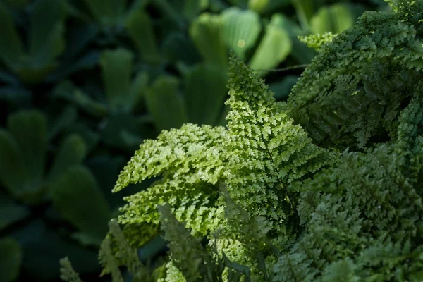 Foglie di felce fogliame verde. sfondo floreale naturale — Foto Stock