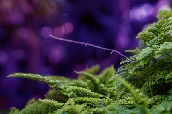 シダは素晴らしい紫色の背景に緑の葉を残します。自然な花の背景 — ストック写真