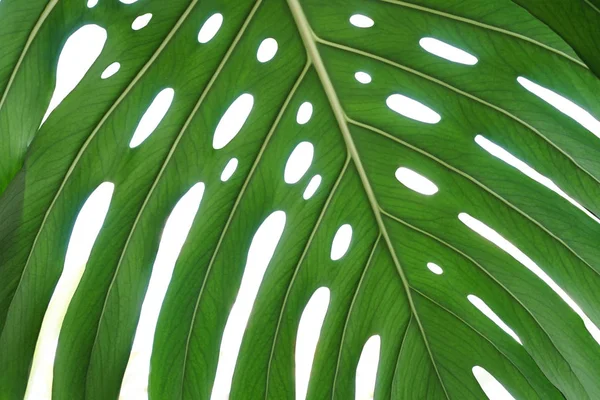 Tropical green leaves background Jungle plant Monstera Philodendron