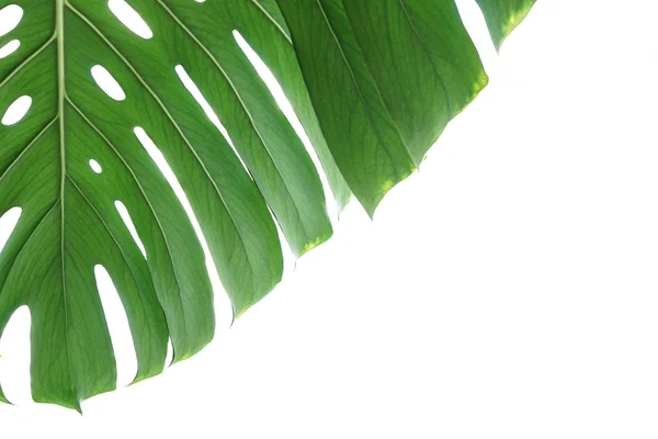 Tropical green leaves background Jungle plant Monstera Philodendron — Stock Photo, Image