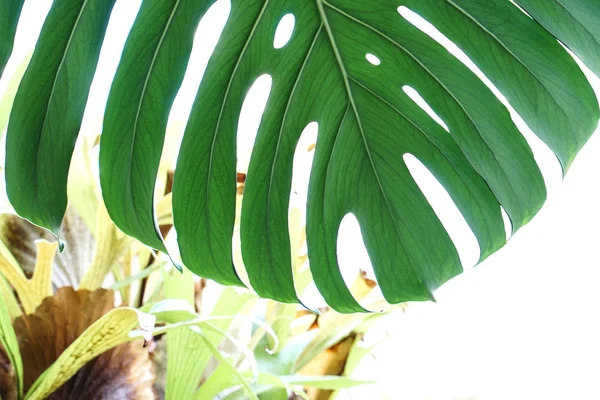 Tropical green leaves background Jungle plant Monstera Philodendron