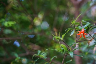 Bulanıklık yeşil arka plan bahar nar çiçeği . Doğa renkleri