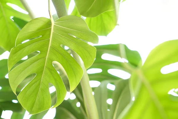 Tropical folhas verdes fundo Selva planta Monstera Philodendron — Fotografia de Stock
