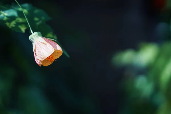 Spring pomegranate flower on blur green background . Nature colors — Stock Image Spring pomegranate flower on blur green background . Nature colors Royalty Free Stock Photos