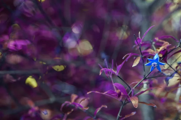 Spring flower on blur leaves background . Amazing colors concept Blue purple background — Stock Image Spring flower on blur leaves background . Amazing colors concept Blue purple background Royalty Free Stock Images