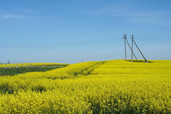 Campo de canola amarelo no fundo azul céu fios elétricos — Fotografia de Stock