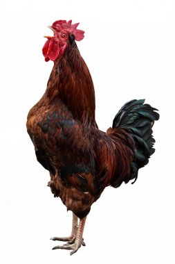 Beyaz arkaplanda izole edilmiş renkli horoz