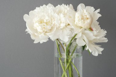 Gri arka planda vazo beyaz kabarık şakayık çiçekler