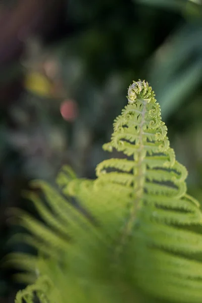 Feuille de fougère, feuillage vert. Fond floral naturel — Photo