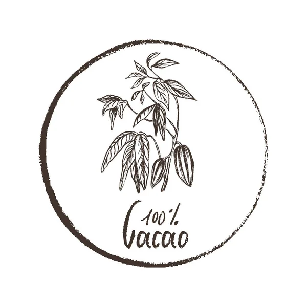 Produtos ecológicos. Desenho à mão planta de cacau com feijão de cacau —  Vetores de Stock