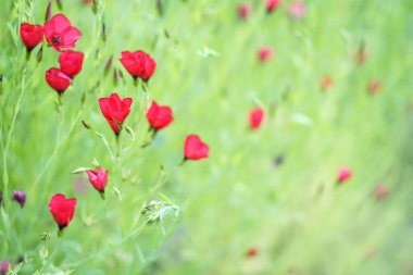 Kırmızı linum çayırı. Bulanıkyeşil arka planda kırmızı çiçekler