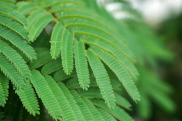 Grüne Zweige des albizia-Baumes. Hintergrund Natur — Stockfoto