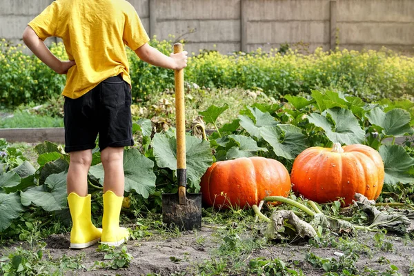 Garçon en t-shirt jaune et bottes de gomme avec pelle debout dans le jardin avec des citrouilles — Photo