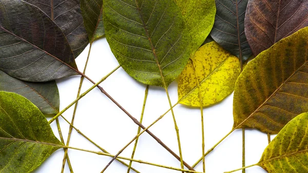 Elemento de belas folhas de nogueira texturizadas — Fotografia de Stock