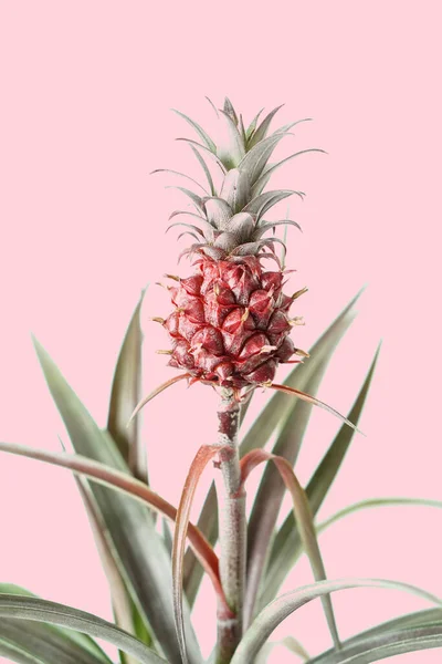 Growing pineapple on pink background. Photo template