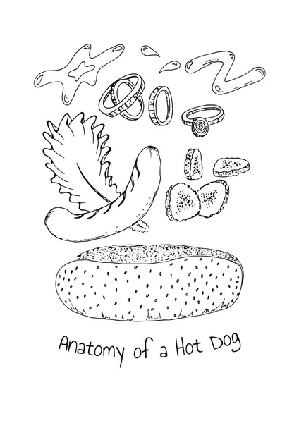 Fast Food Konzept Die Anatomie Eines Hot Dogs Vektor Handgezeichnete — Stockvektor