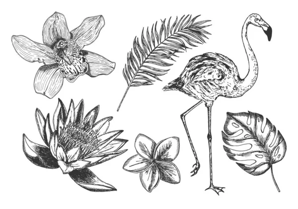 Tropical flowers leaves flamingo set — Stock Illustration Tropical flowers leaves flamingo set Royalty Free Stock Vectors