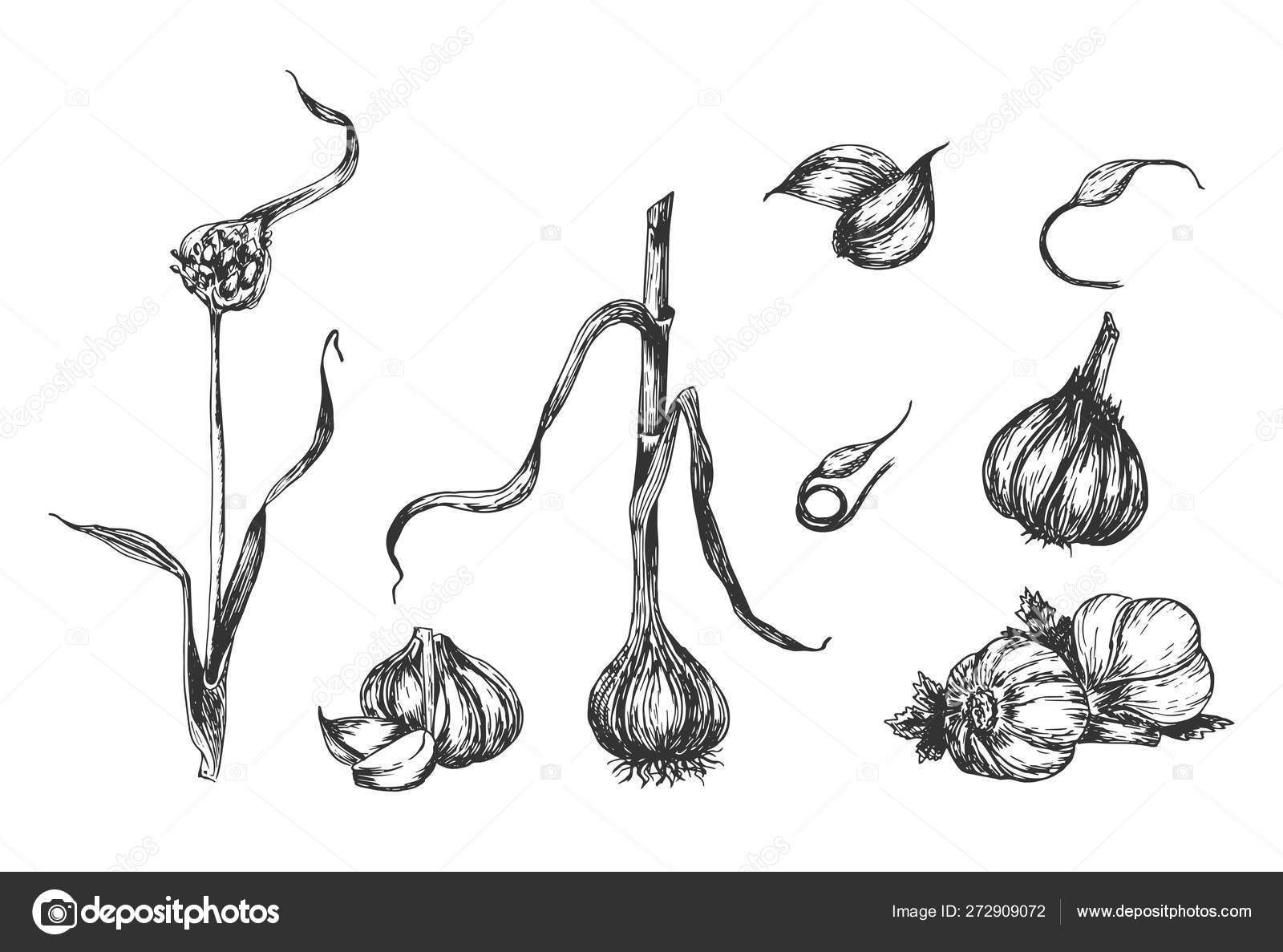 Stages of garlic plant sprouting Stock Vector Image by 272909072