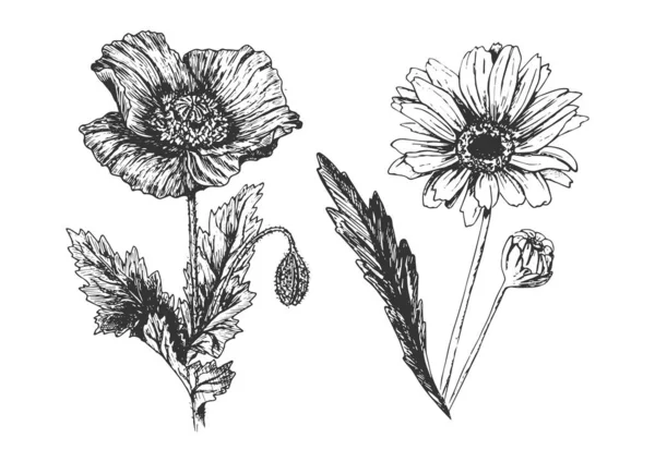 ケシ、カモミールで設定された野生の花 — ストックベクタ