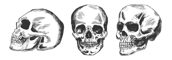 Calavera humana en posición diferente — Vector de stock