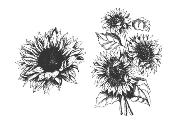 Geïsoleerde hand getekende zonnebloemen set — Stockvector