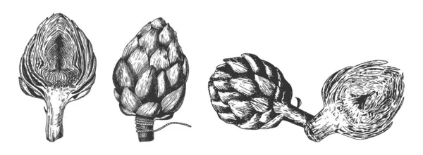 Conjunto de alcachofas para el mercado local de agricultores — Archivo Imágenes Vectoriales
