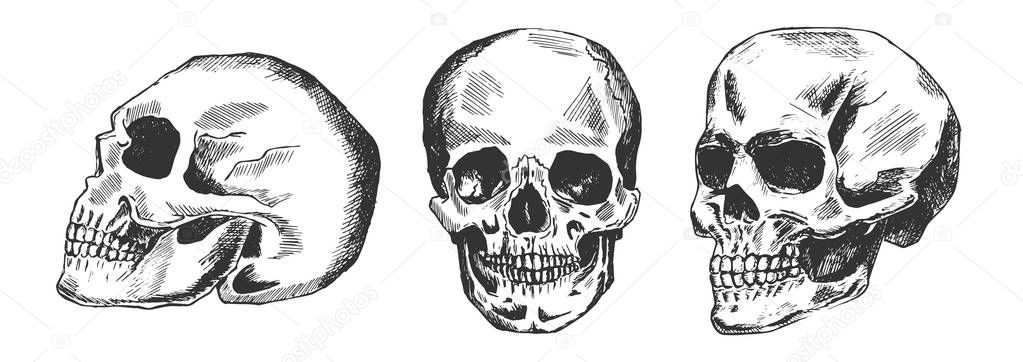 Human skull in different position