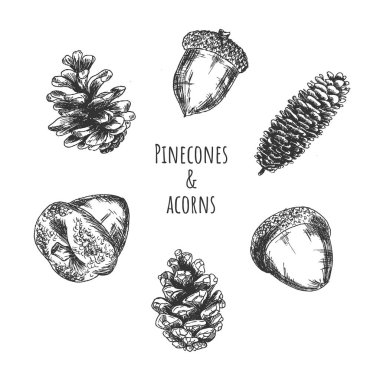 Pinecones ve meşe palamudu orman meyve