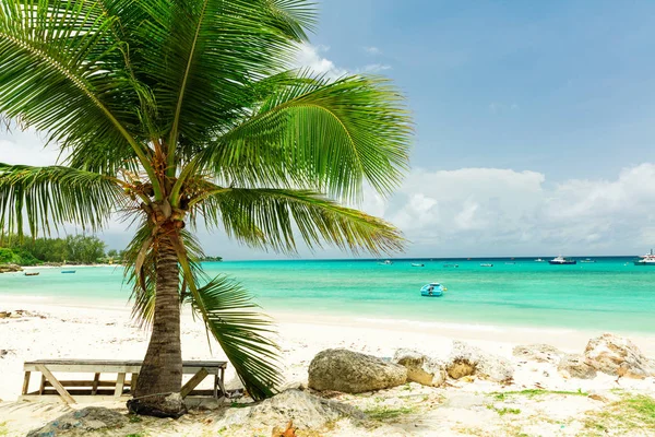 加勒比巴巴多斯奥伊斯廷斯鱼市场后面的小船和棕榈树 — 图库照片
