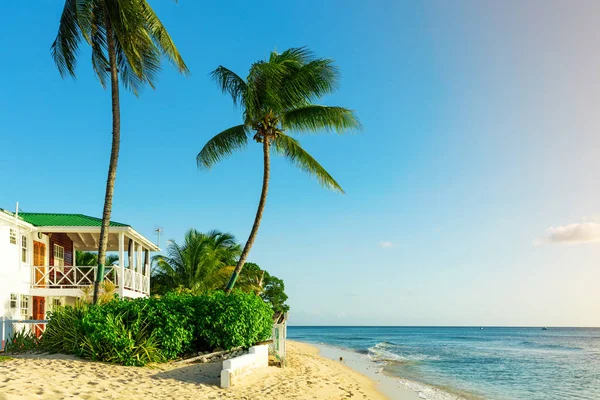 Direkt Strand Leben Auf Der Tropischen Insel Barbados Der Karibik — Stockfoto