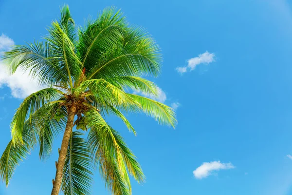 Hindistan cevizi hurma mavi gökyüzünde Barbados, Karayipler üzerinde Rüzgar