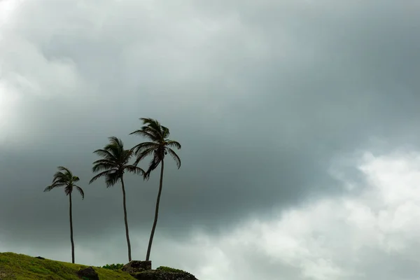 Nuages Orageux Dessus Cocotier Sur Une Île Tropicale Des Caraïbes — Photo