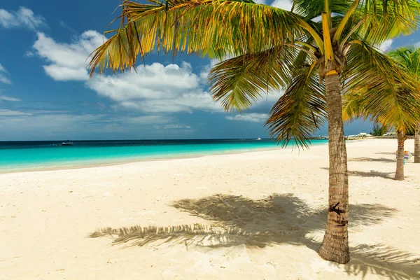 Palm Tree White Sandy Beach Barbados Caribbean Stock Photo